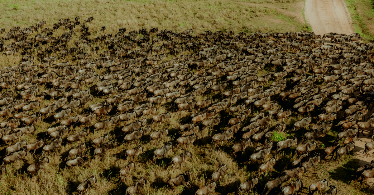 3 Days Great Migration & River Crossing in Serengeti