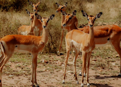 6 Day Luxury Tanzania Safari Package